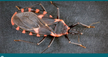 Doença-de-Chagas-pode-afetar-o-intestino?-dr-Fabio-Atui