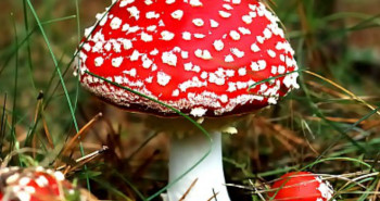 O-que-sao-polipos-dr-fabio-atui